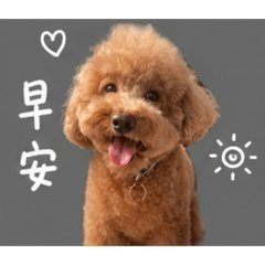 Good dog ccc