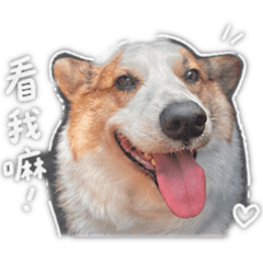 大合集呦