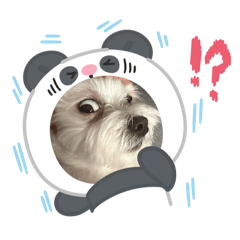崽崽打卡中