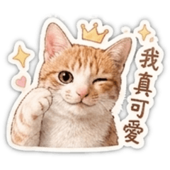 橘貓日常小劇場