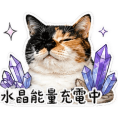 三花貓的療癒宇宙