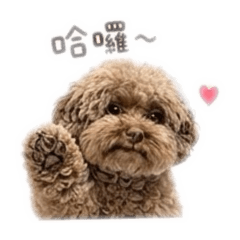 巧克力❤️貴賓