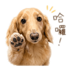 樂樂臘腸
