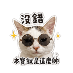 麻糬Bao生氣了