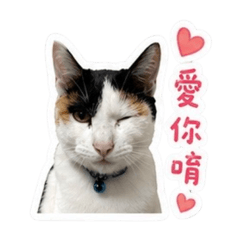可愛的陳五筒