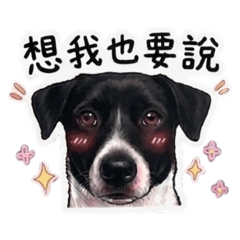 麻糬mochi日常
