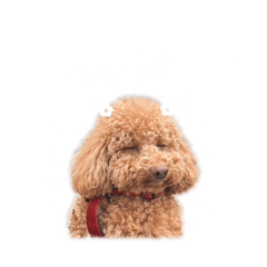 阿ㄅㄨㄧ