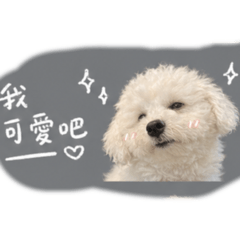 可愛の棉花