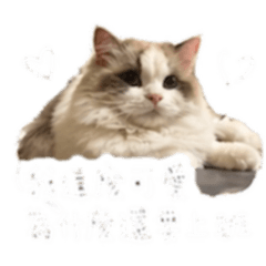 塔塔厭世上班