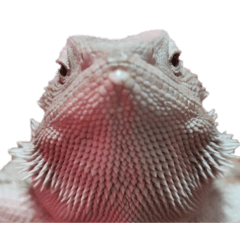 shiropotemaru_20260510003730