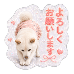 Mascot Dog Ruru - White Shiba Inu