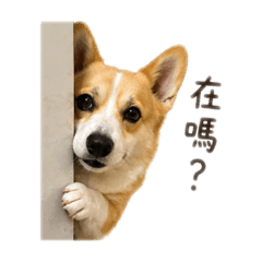柯基花花‍