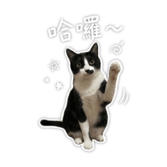 閃電貓咪
