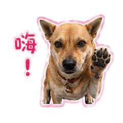 可愛的陳樂樂