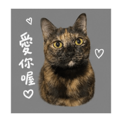 我們家懶惰貓咪