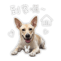 搗毀