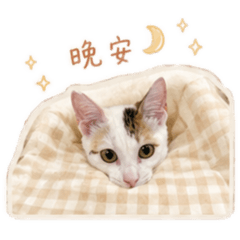 小咪的療癒日常