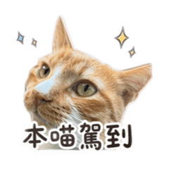 橘貓暴走日常｜搞笑貼圖