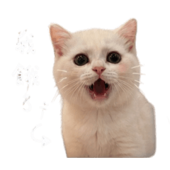 白玉歐蕾與他們媽咪