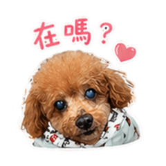 乖乖不乖乖？