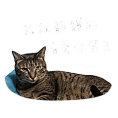 卷卷厭世日常趴萬