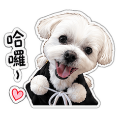 弟弟與貓咪是好朋友