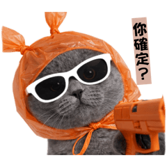 島灰の生活｜貓咪日常篇