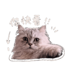 王貳月第一彈
