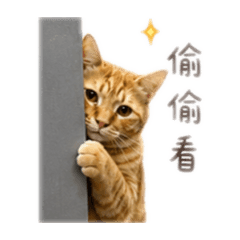 93 咖啡的貓咪們2