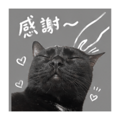 我的小貓3