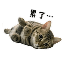 錢錢是懶貓