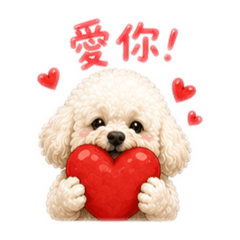 可愛奶油貴賓的日常