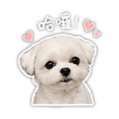快樂小狗～