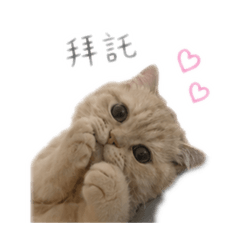Tata日常問候