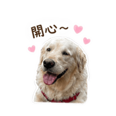芒狗在美國