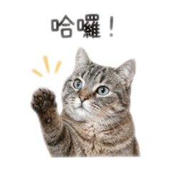 胚芽文字版2.0