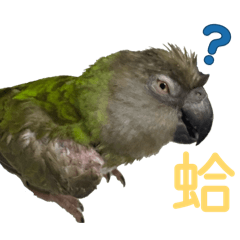 阿咕雞