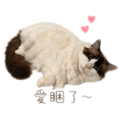 Chien_20260430064214