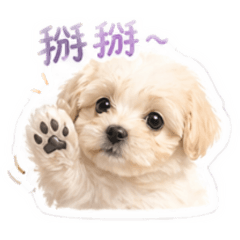 瑪爾泰迪：希嘍