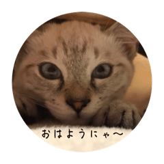 nyankichi.mama_20260507183229