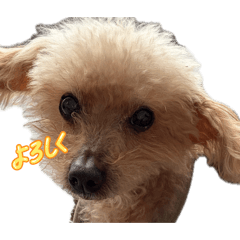 uchino.wanko_20260509184430