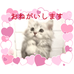 sakura_20260509185217