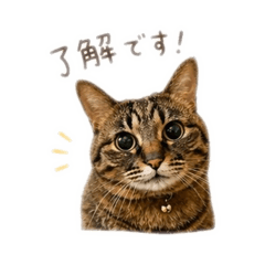kenzu_20261