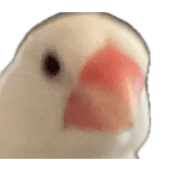 hebi_20260509205457