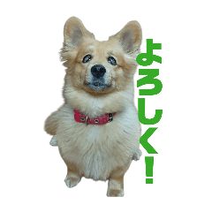 ruru_20260509195520