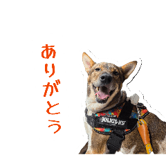 Kuma_20260509200415