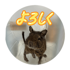 nodokat_20260509201026