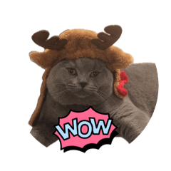 NEKOMA_20260509202455