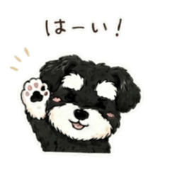 mofu schnauzer