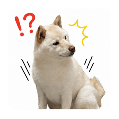 shiba momo_20260509203850